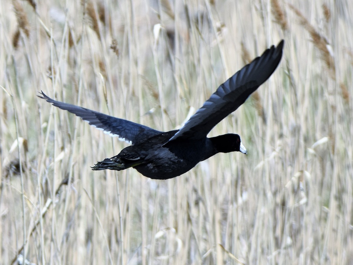 American Coot - ML225483241