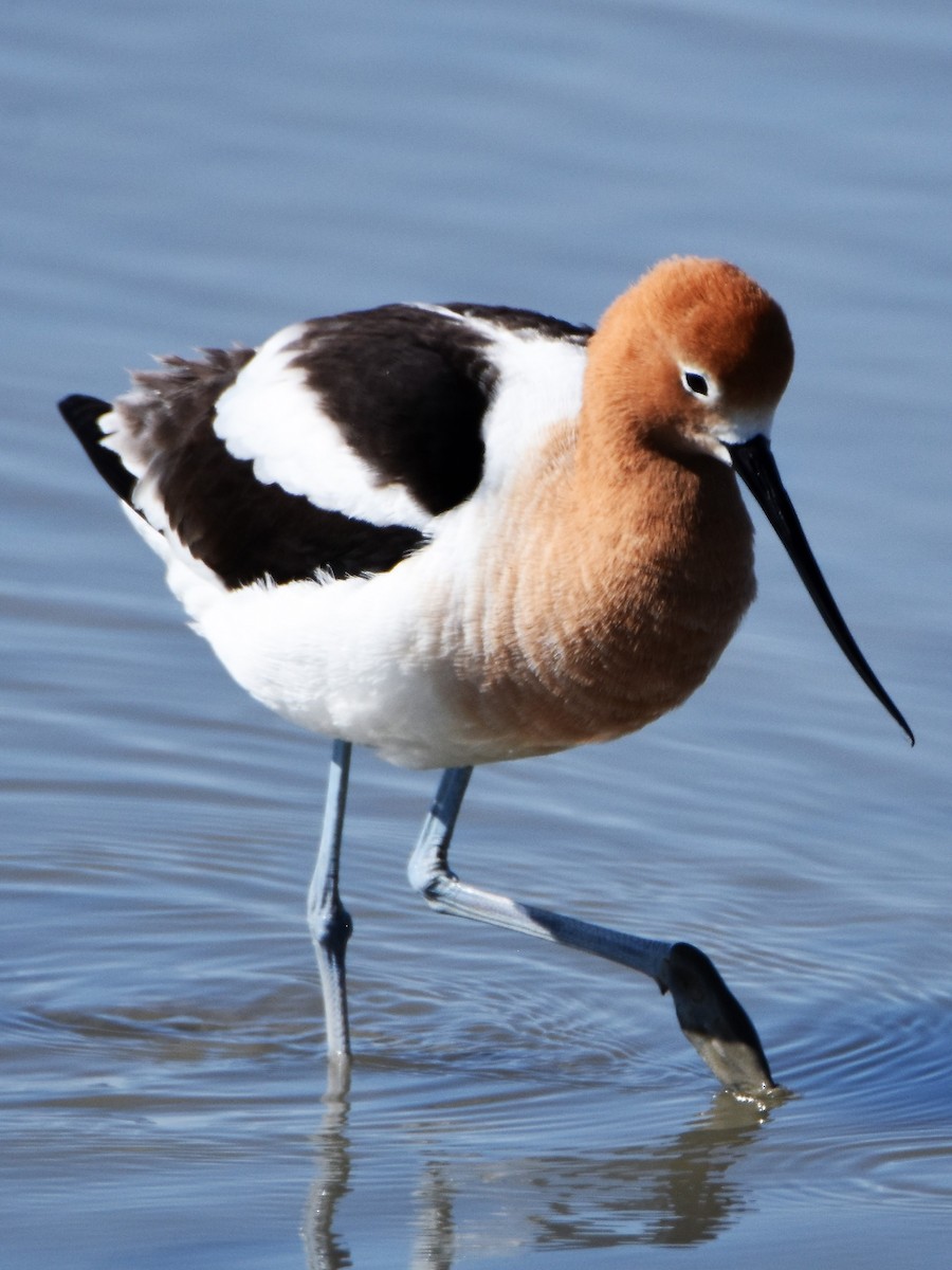 Avocette d'Amérique - ML225483311