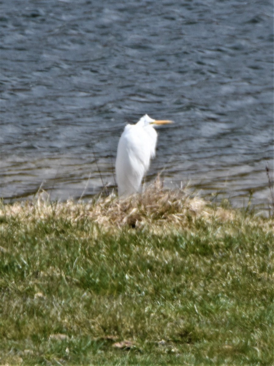 Great Egret - ML225483671