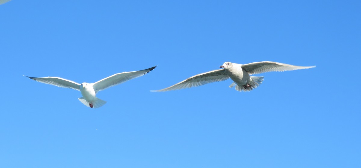 Iceland Gull - ML225484251