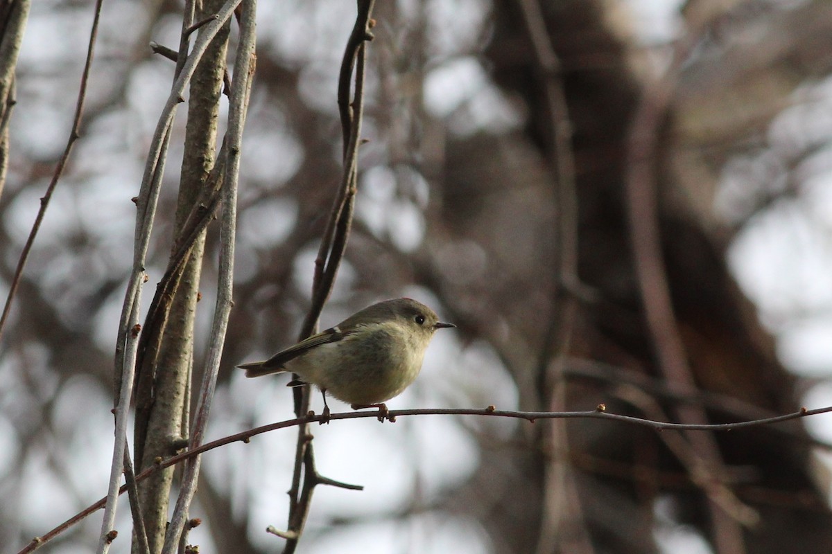 Ruby-crowned Kinglet - ML225485781