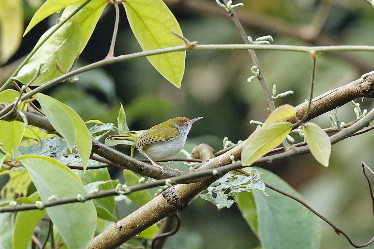 Dunkelkehl-Schneidervogel - ML225486421