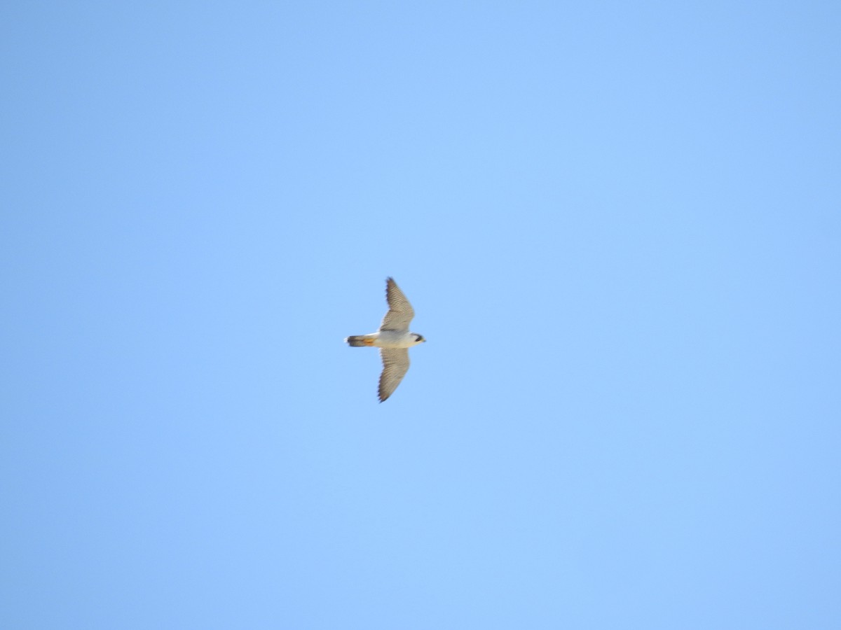 Peregrine Falcon - ML225489701