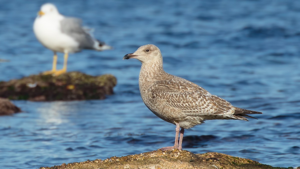 Herring Gull - Sedat Asar