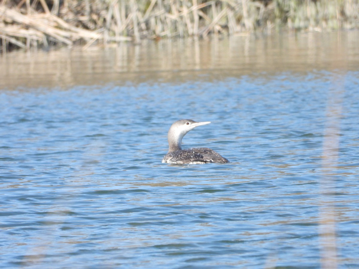 Red-throated Loon - ML225490891