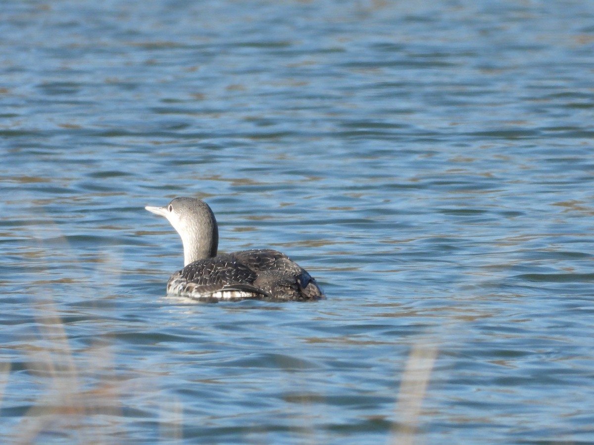 Red-throated Loon - ML225490901