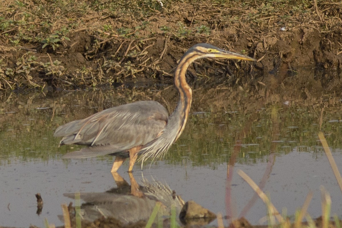 Purple Heron - ML225491131