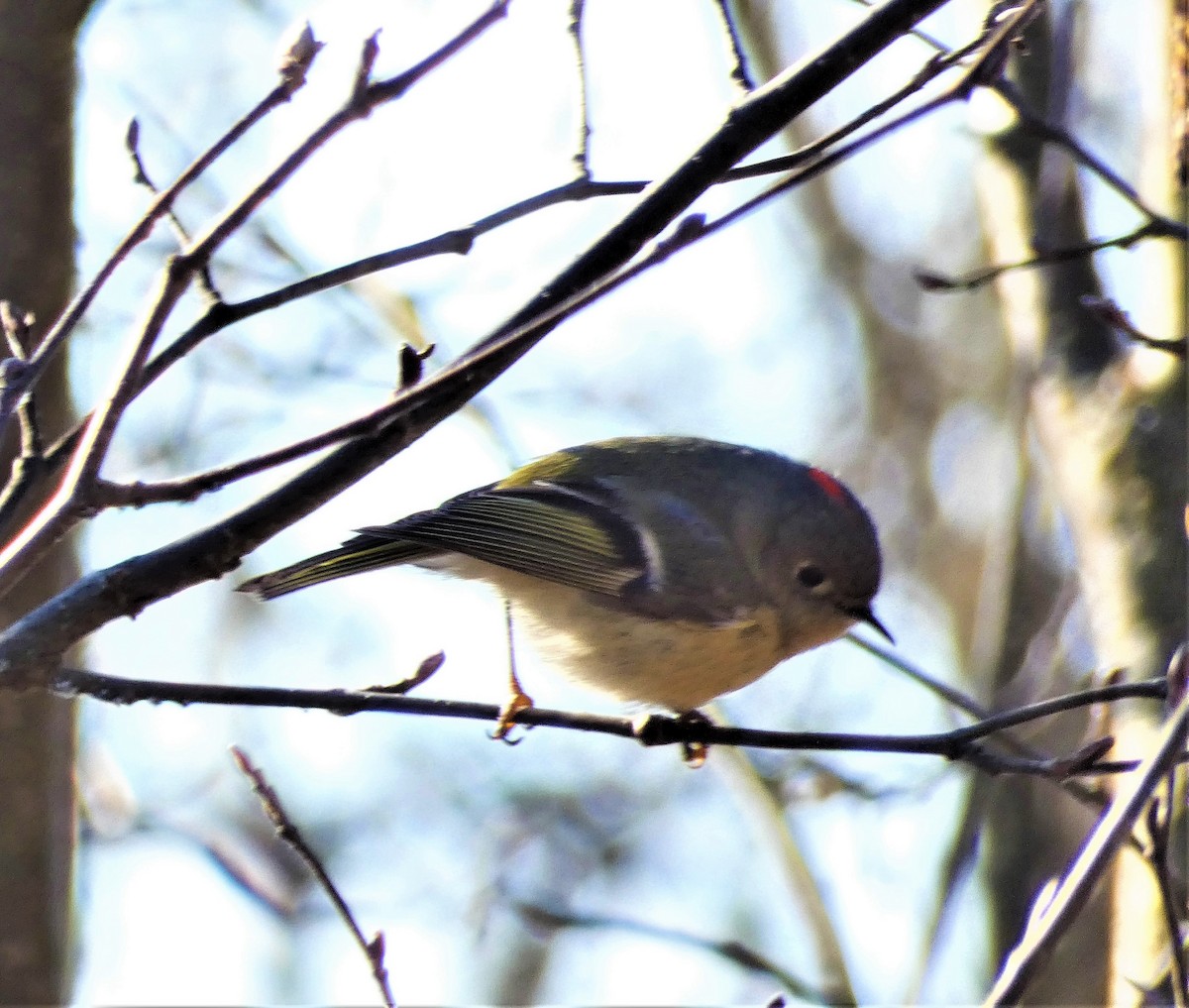 Ruby-crowned Kinglet - Lucie Roy27