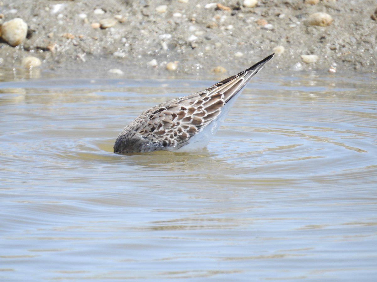 White-rumped Sandpiper - Fernando Angulo - CORBIDI