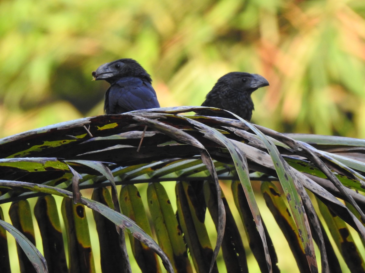 Groove-billed Ani - ML225495731