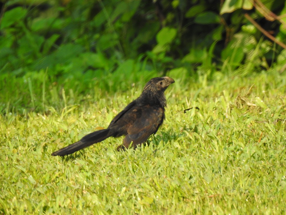 Groove-billed Ani - ML225495931