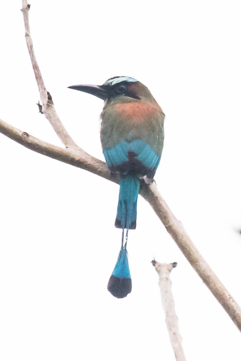 Brauenmotmot - ML225496711