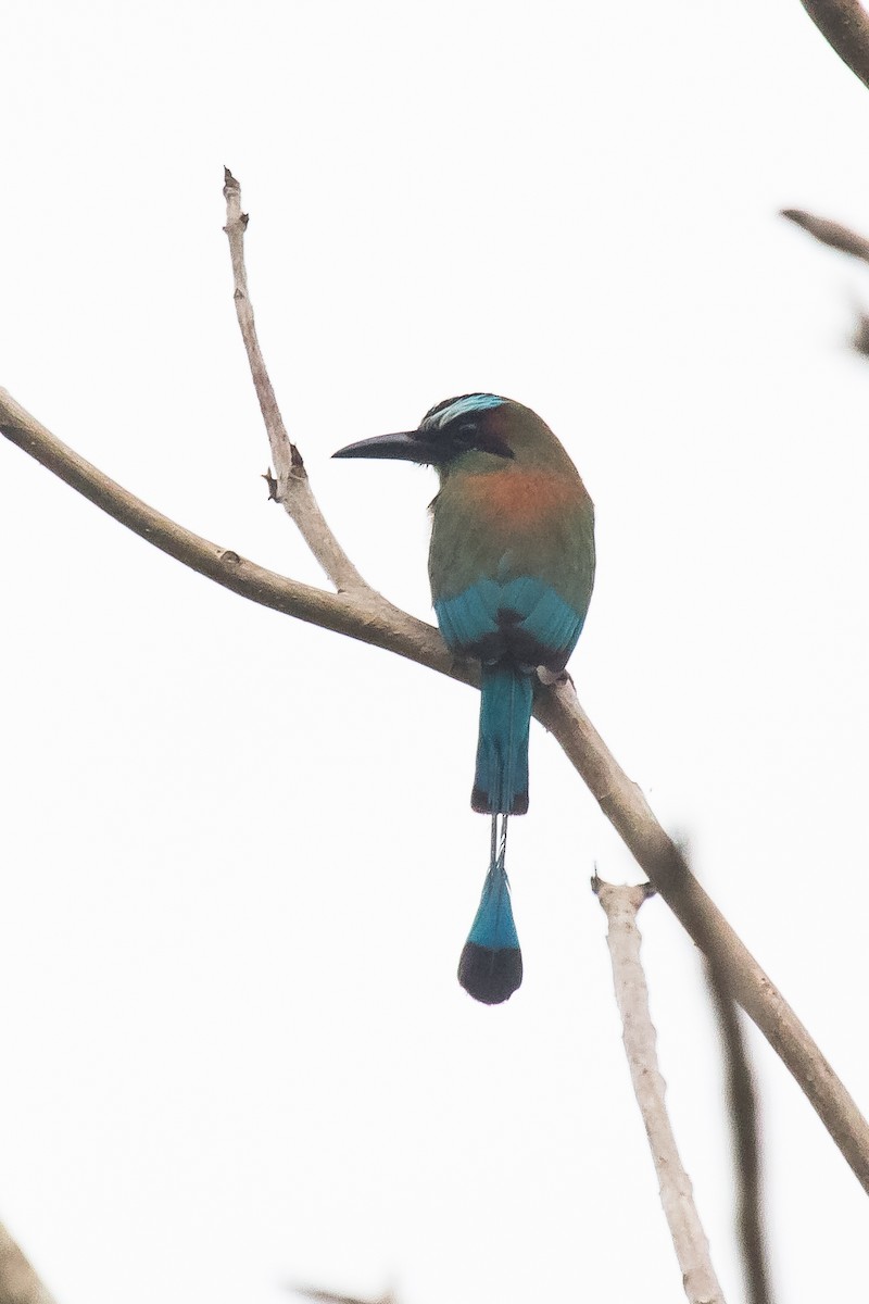 Brauenmotmot - ML225496721