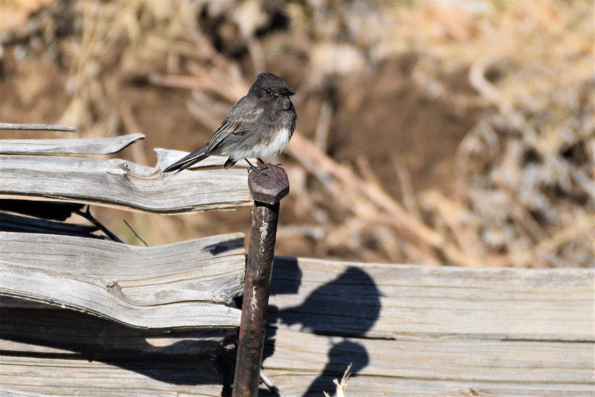 Black Phoebe - ML225496951