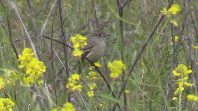 Hammond's Flycatcher - ML225497211