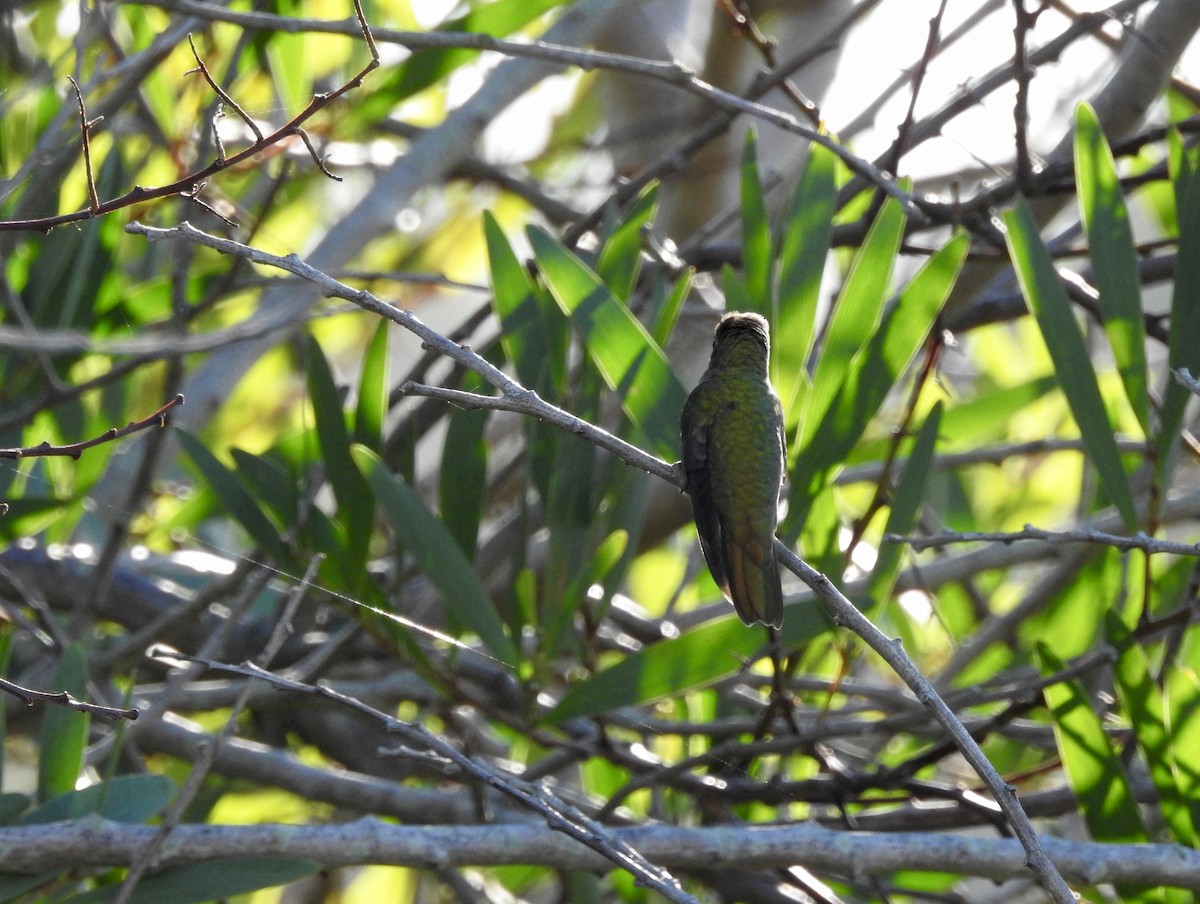 Gilded Hummingbird - ML225497911