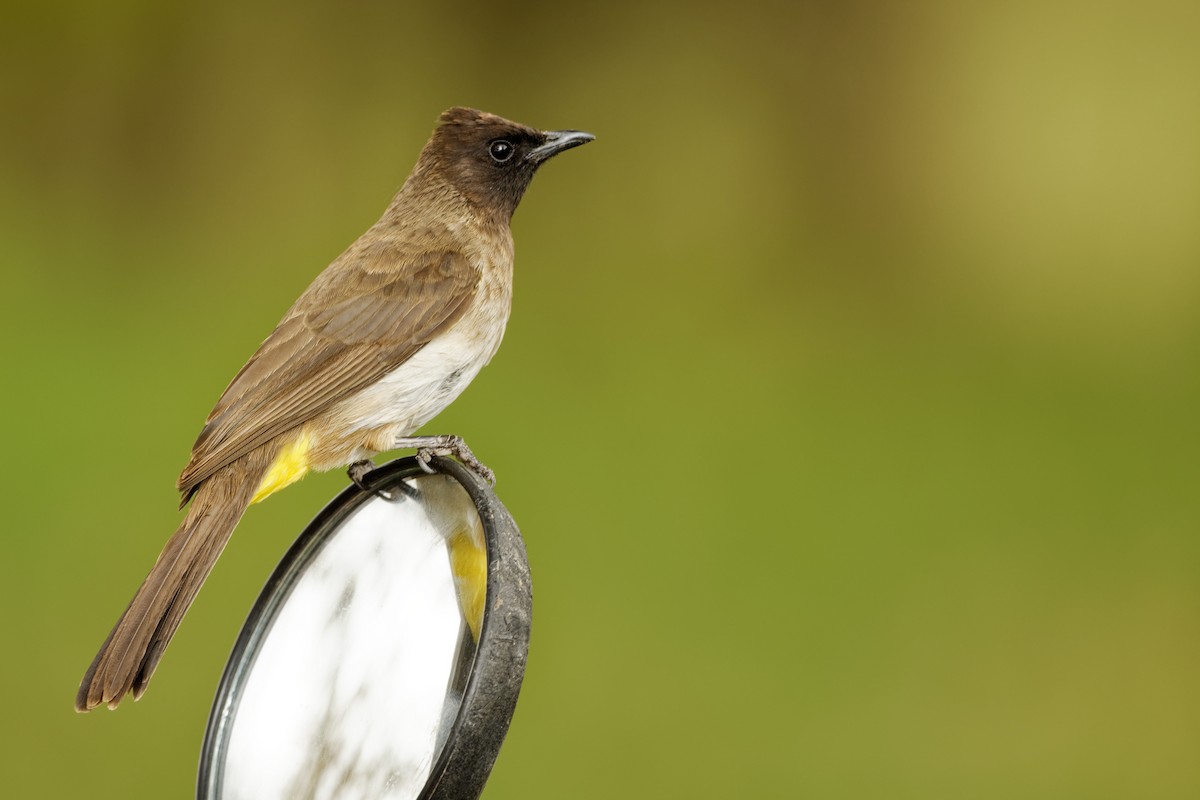 Common Bulbul - Andrew Jarwick