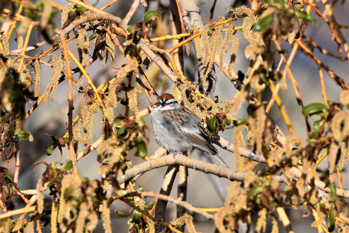 Chipping Sparrow - ML225498631