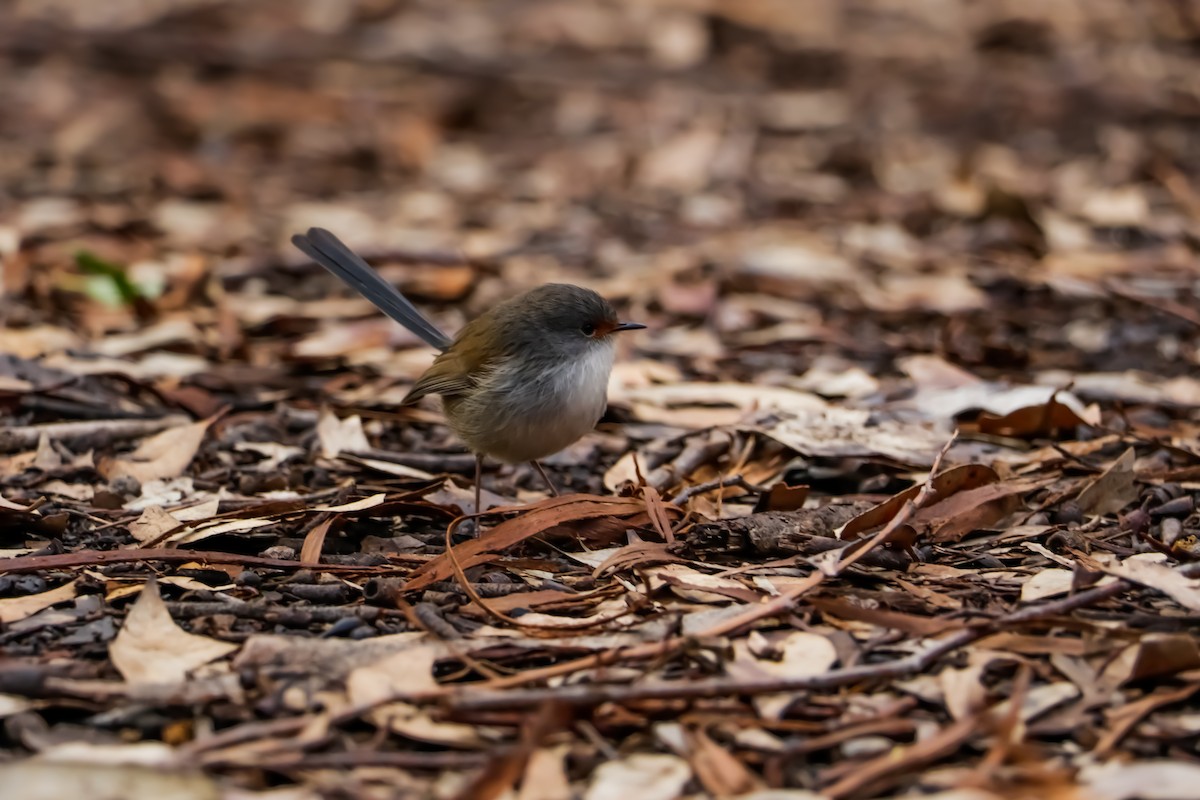 Red-winged Fairywren - ML225498691