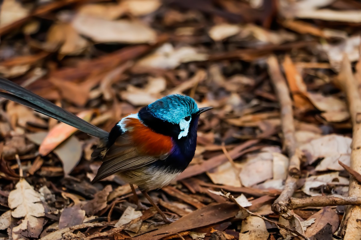 Red-winged Fairywren - ML225498711