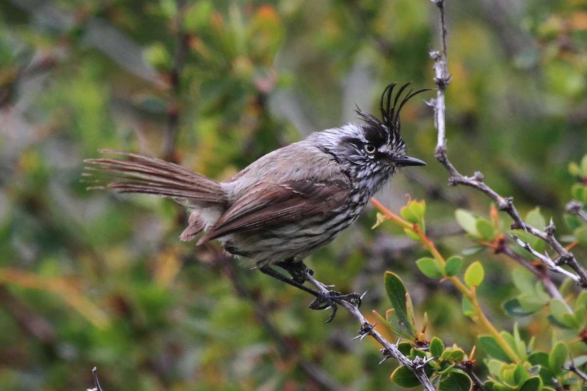 Tufted Tit-Tyrant - ML225499781