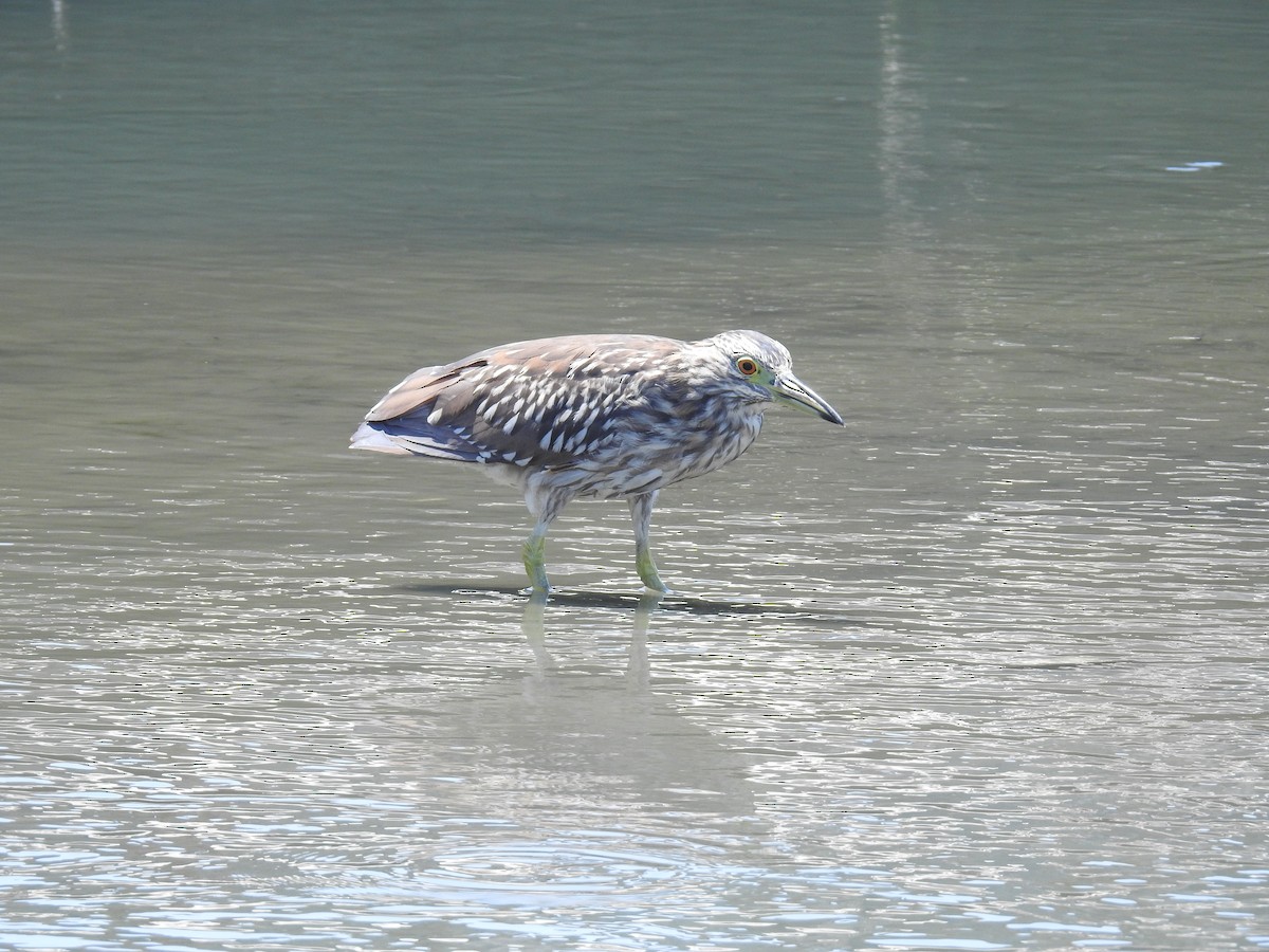 Black-crowned Night Heron - ML225500691