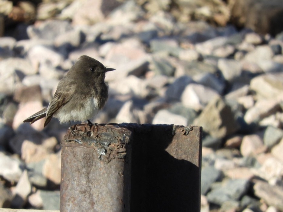 Black Phoebe - Jay Breidt