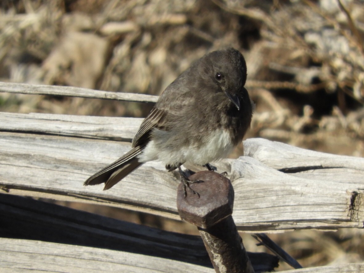 Black Phoebe - ML225501071