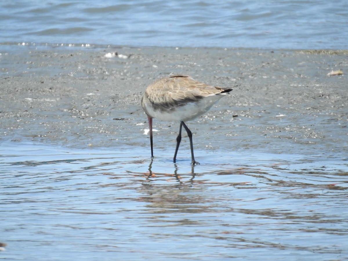 Hudsonian Godwit - Fernando Angulo - CORBIDI