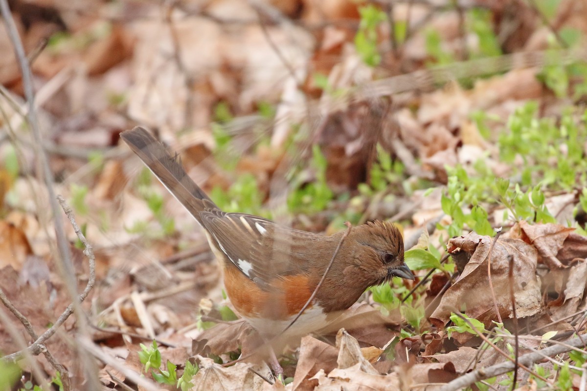 Eastern Towhee - ML225502861