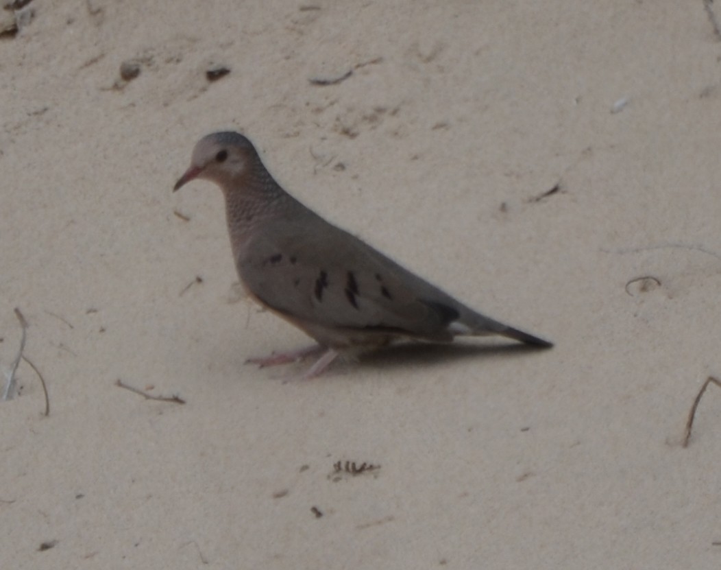 Common Ground Dove - ML22550301
