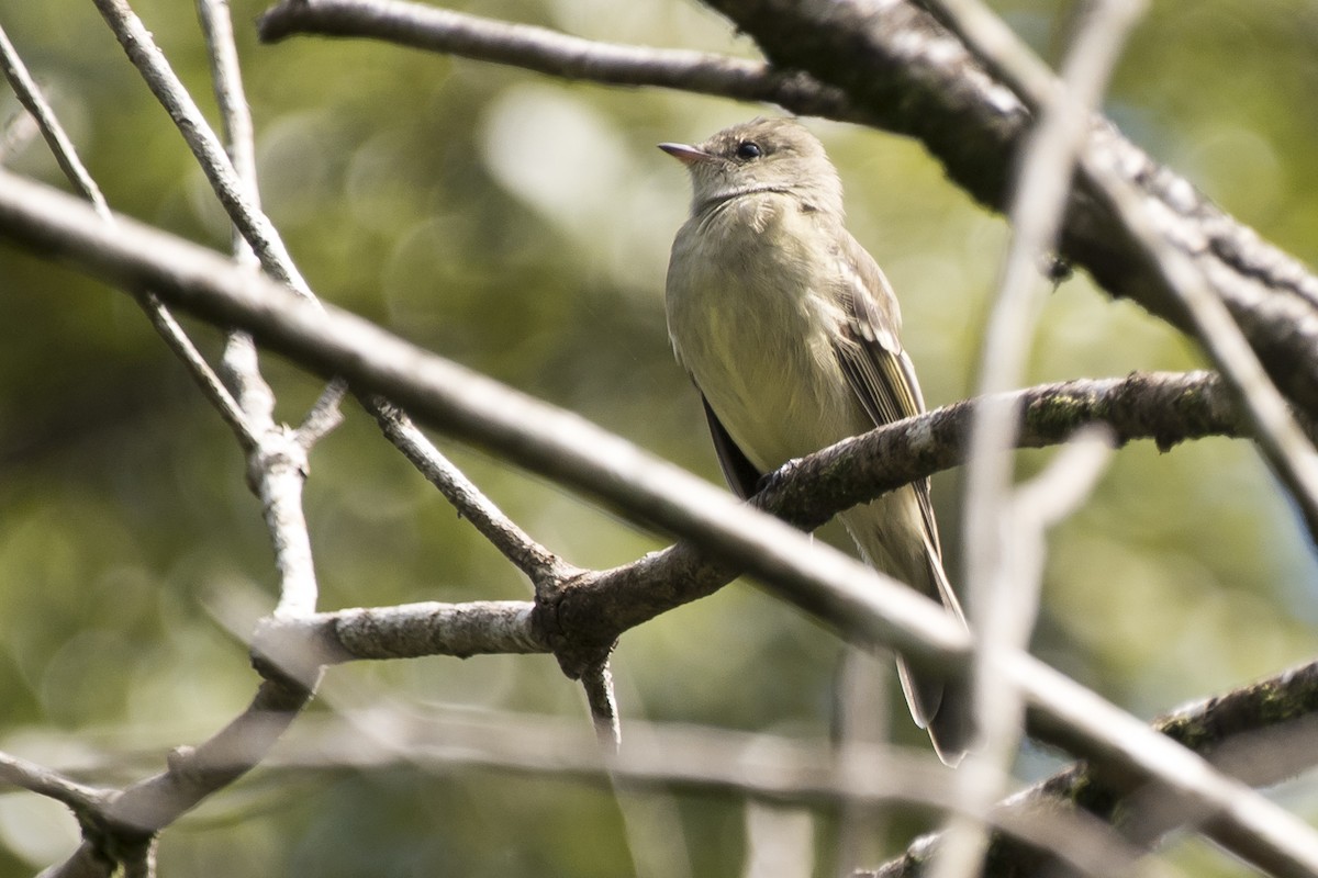 tanımsız Elaenia sp. - ML225503711