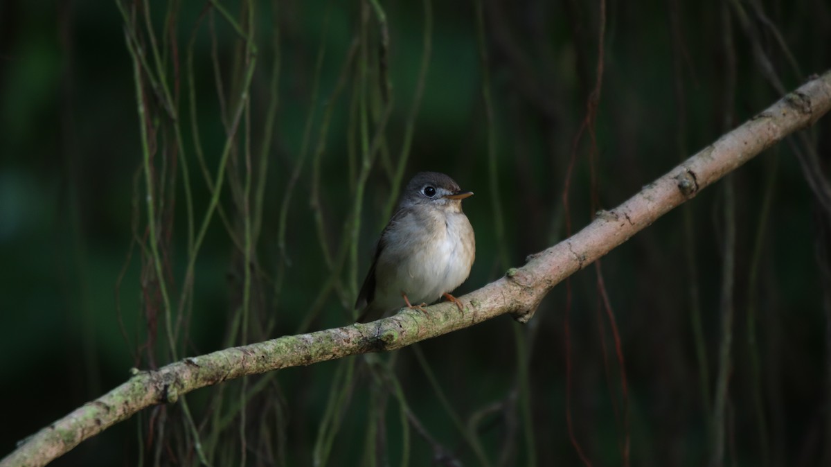 Brown-breasted Flycatcher - ML225506561