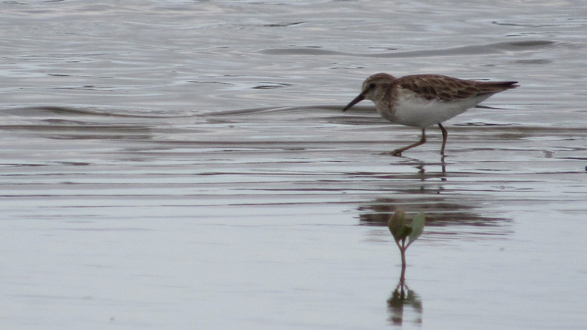 Semipalmated Sandpiper - Julián Zuluaga