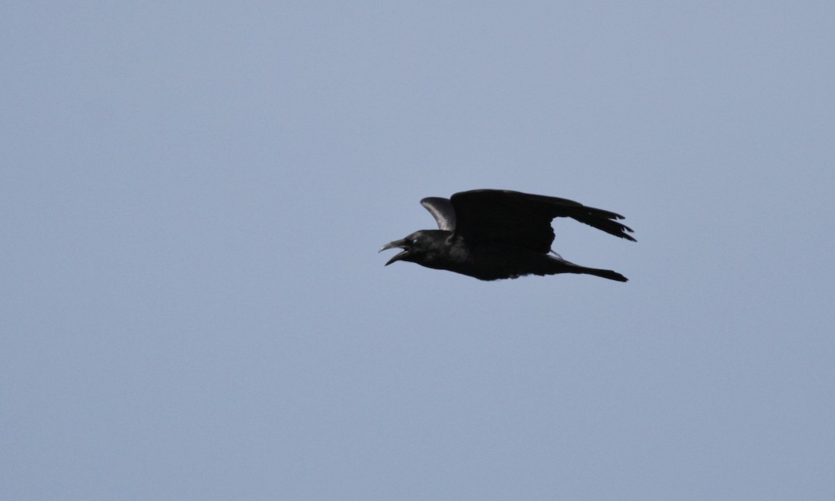 Common Raven - ML22550711