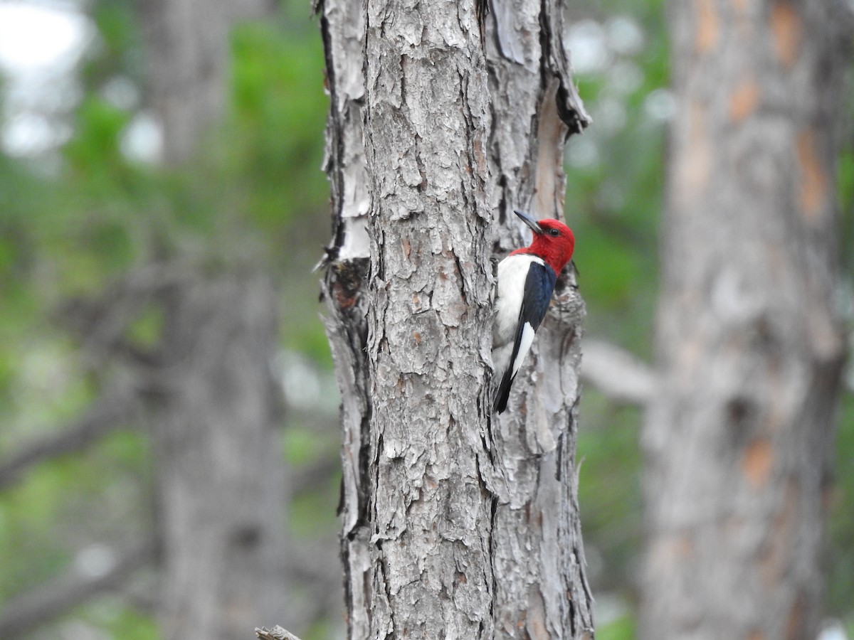 Red-headed Woodpecker - Anonymous