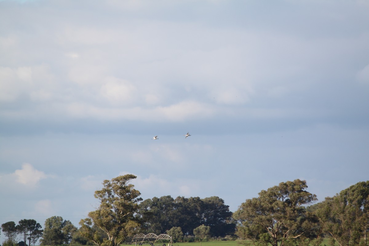 Eurasian Spoonbill - ML225509331