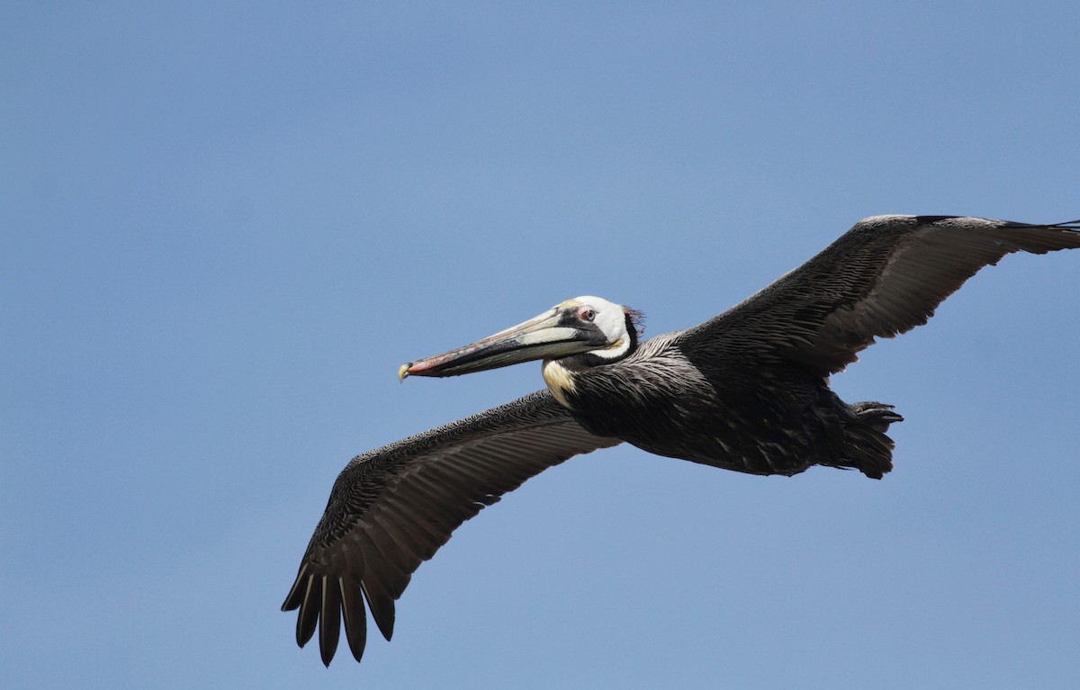 Brown Pelican - ML22551011