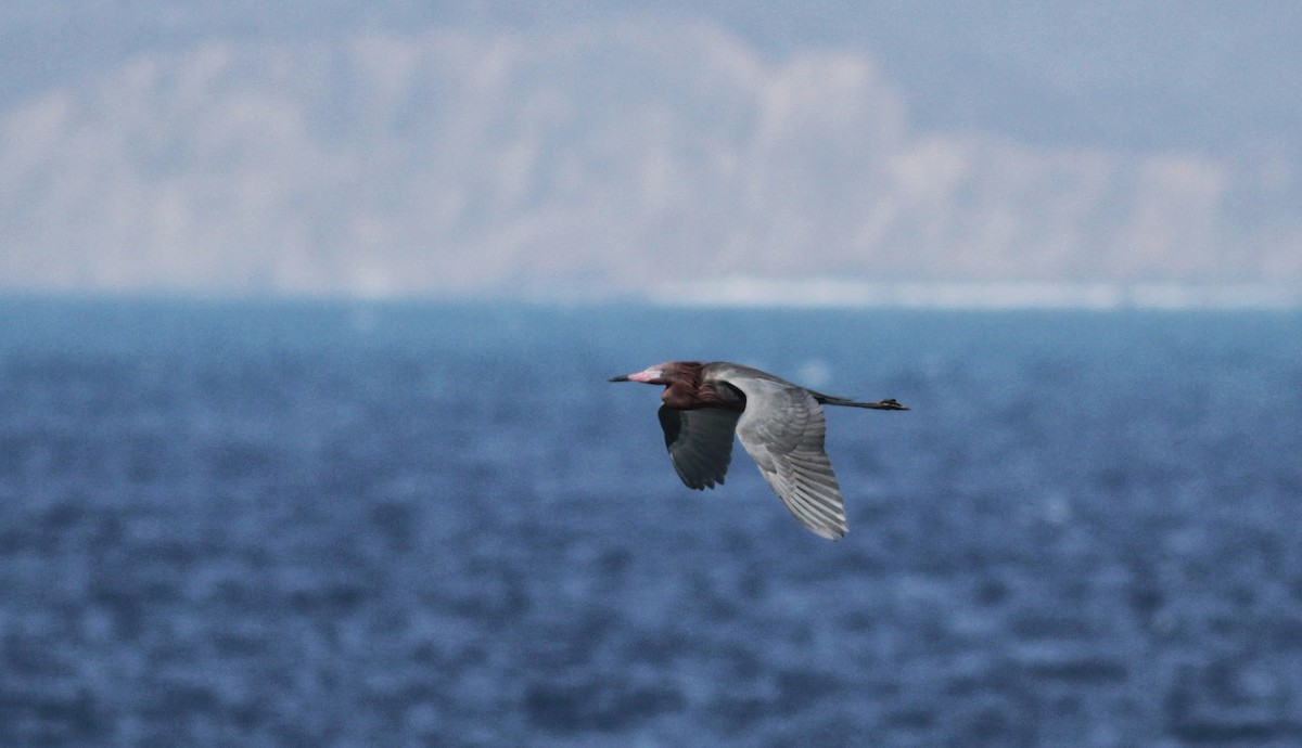 Reddish Egret - ML22551041