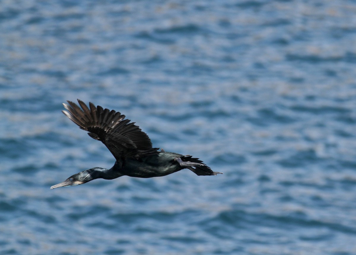 Brandt's Cormorant - ML22551101