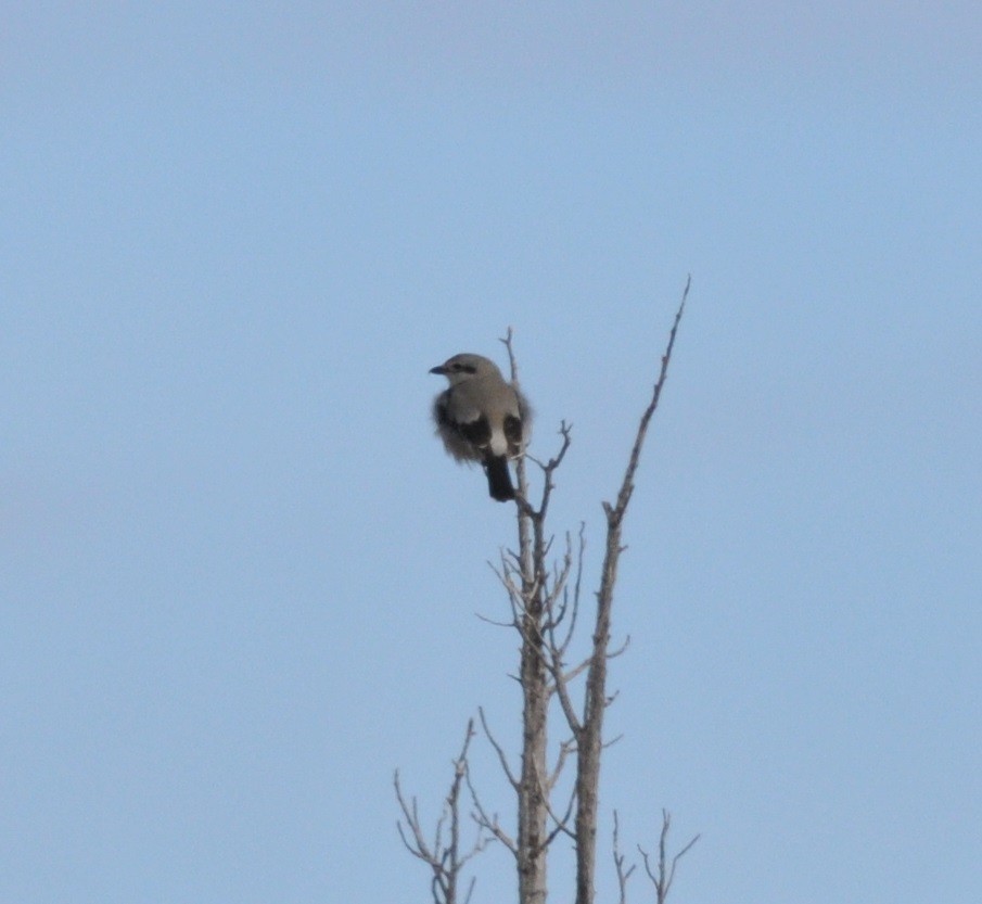 Northern Shrike - ML22551211