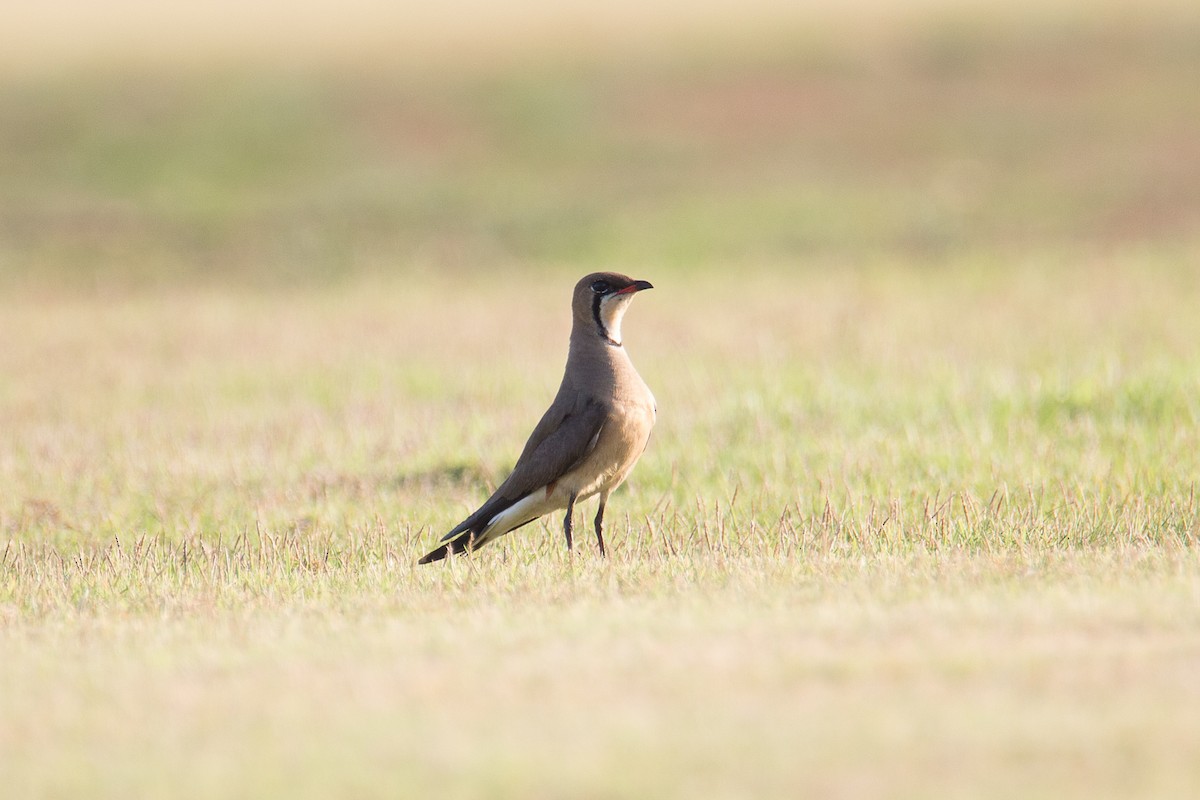 Oriental Pratincole - Akekachoke Buranaanun