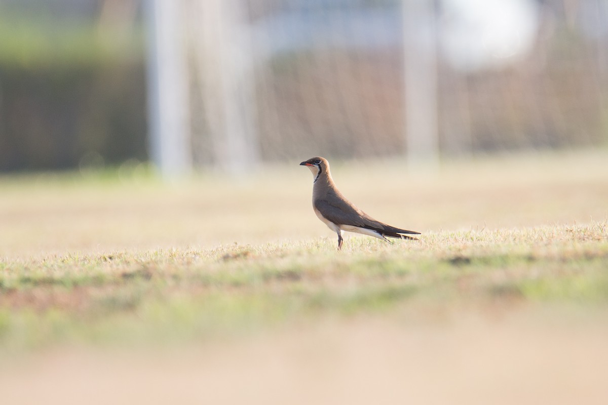 Oriental Pratincole - ML225514081