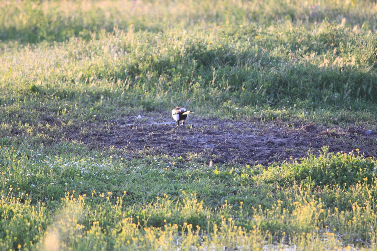 Eurasian Magpie - ML225514121