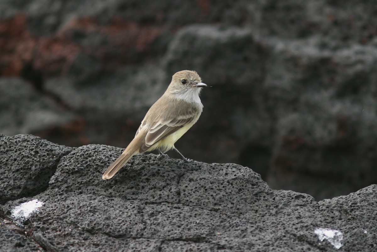 Galapagos Flycatcher - Michael O'Brien