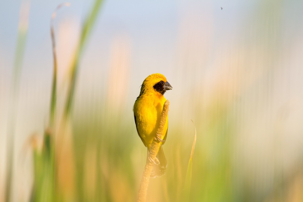 Asian Golden Weaver - ML225515071