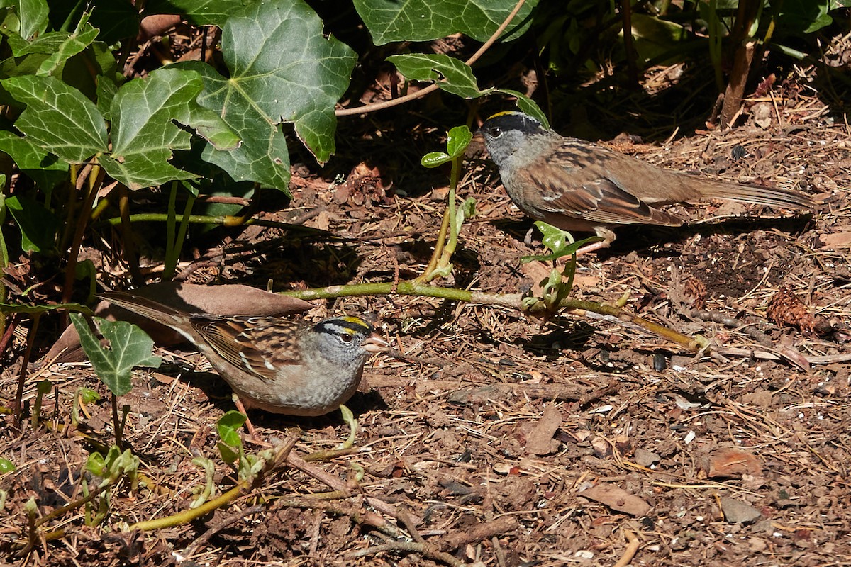 White-crowned x Golden-crowned Sparrow (hybrid) - Ryan Downey