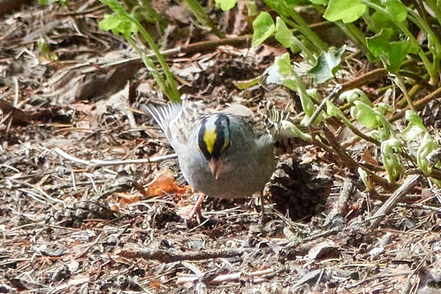 White-crowned x Golden-crowned Sparrow (hybrid) - Ryan Downey