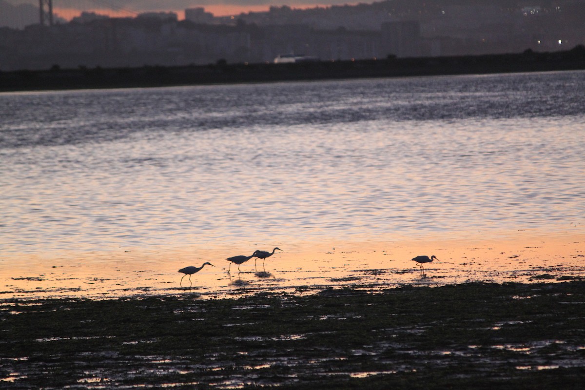 Little Egret - ML225515611