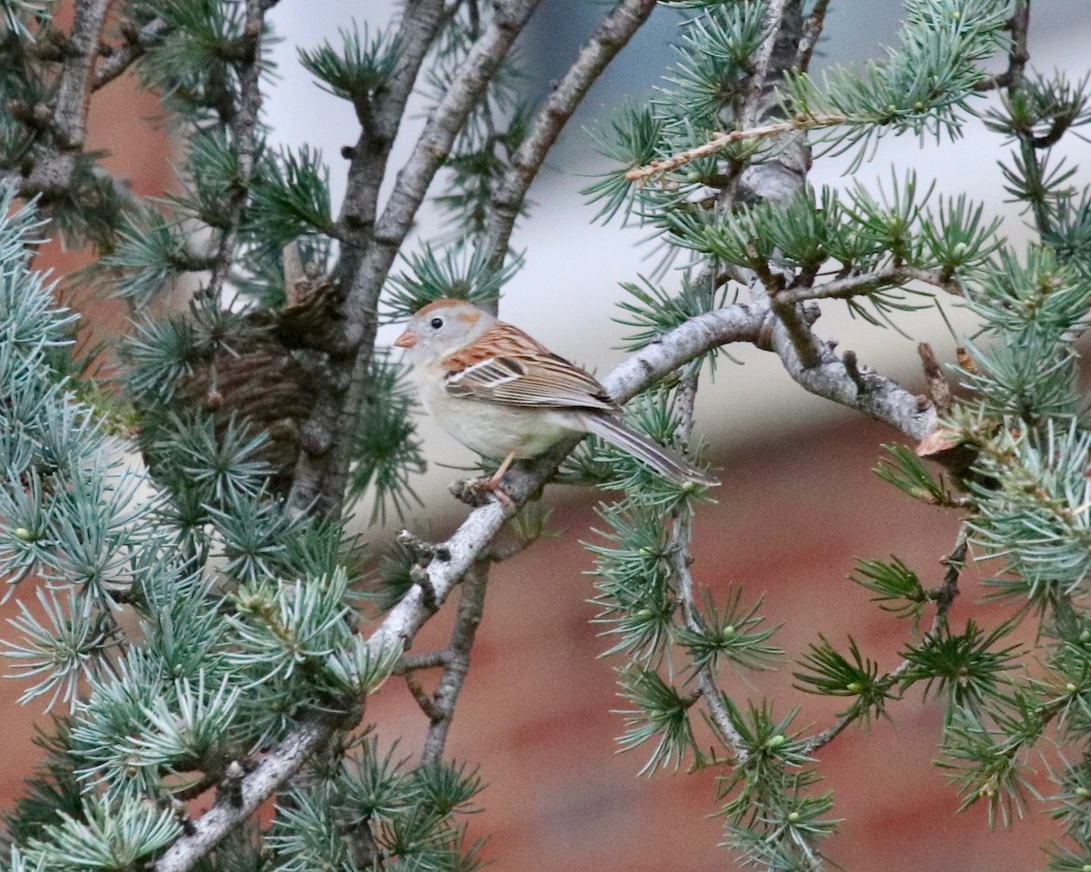 Field Sparrow - ML225517421